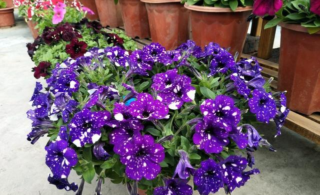 阳台养花来棵矮牵牛星空唯美梦幻的蓝紫色四