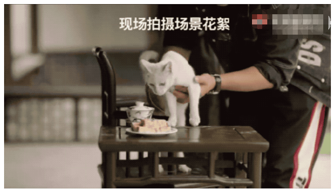 当家主母中的猫是真的死了吗 它是被毒死的吗休闲区蓝鸢梦想 - Www.slyday.coM 当家主母中的猫是真的死了吗 它是被毒死的吗休闲区蓝鸢梦想 - Www.slyday.coM