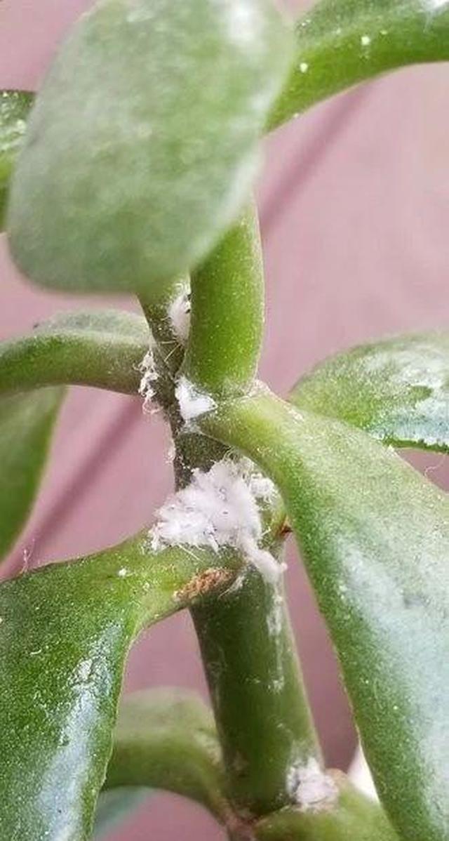 户外养的玉树特好开花花朵粉白色的也能养成室内小啊