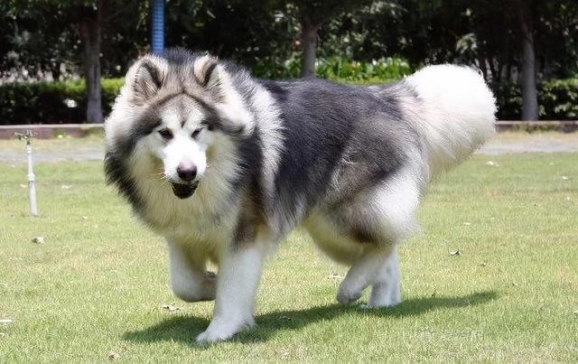 阿拉斯加犬跳下桥摔瘸这种狗爱爆冲主人不要等它长大才后悔
