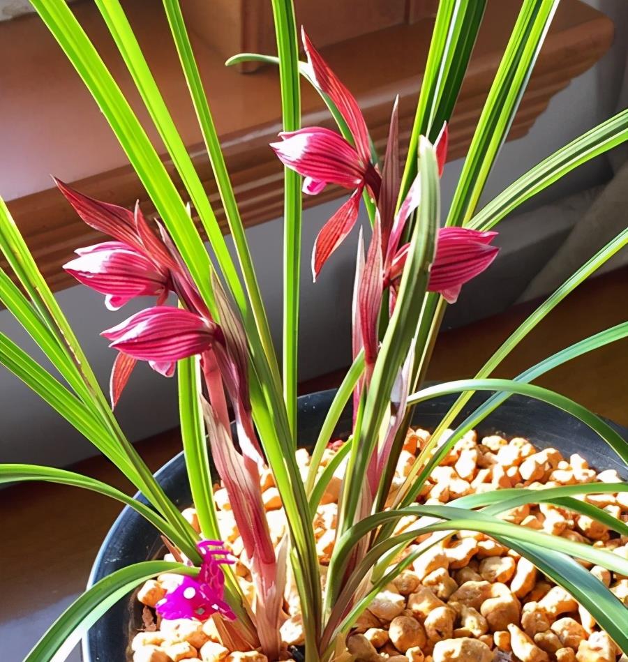 此兰是春兰红花名品,香气浓郁,花色正红