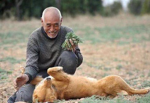 听说养狗有利于长寿!六大适合老年人饲养的狗狗,你心动了吗?