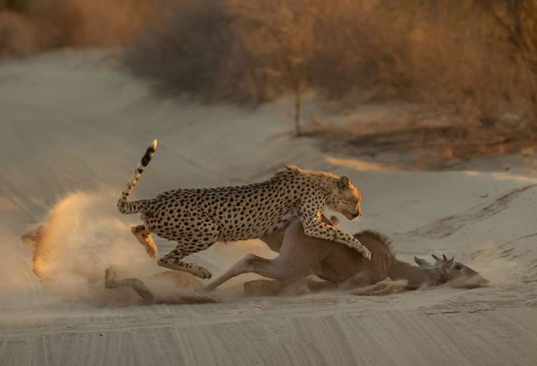 摄影师拍下猎豹狩猎瞬间,整个过程快狠准,结果一点也不意外
