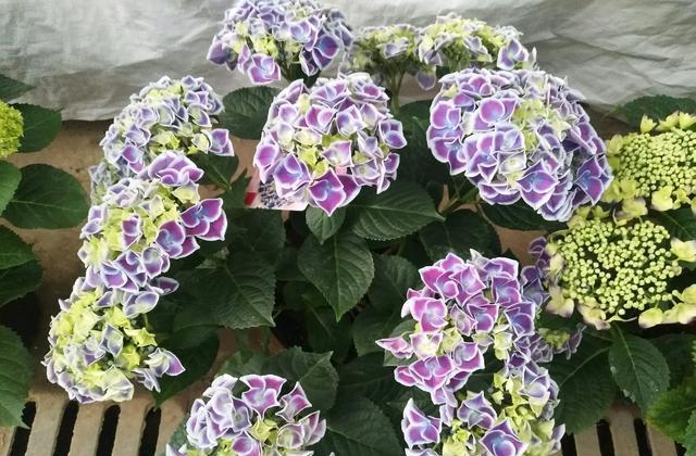 阳台盆栽新宠 绣球花 帝沃利 花期长 颜值高 绣球花 盆栽 花色 新浪新闻