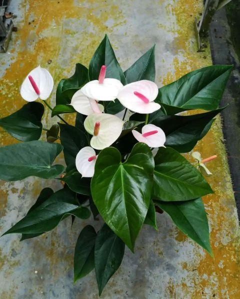 正文  红掌花又名花烛,它可以开出红色和粉色的花朵,也有白色的品种.