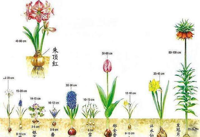 7种植物花美根丑百合水仙大丽花的鳞茎啊