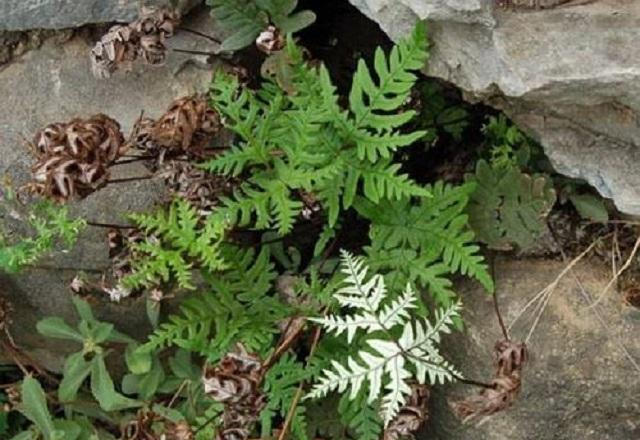 它是风湿关节疼痛"特效药",学名痛经草,野外遇见,引起请重视__财经