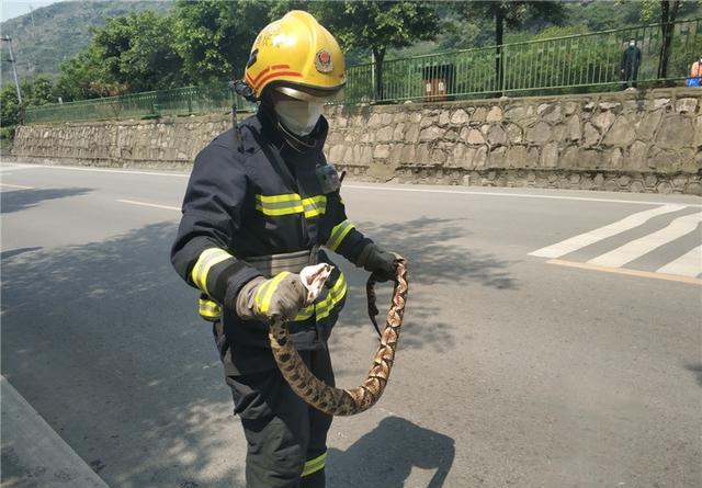 恐怖重庆一景区门口惊现五步蛇跟成年人胳膊一样粗