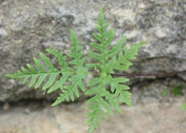 它是风湿关节疼痛"特效药",学名痛经草,野外遇见,引起请重视__财经