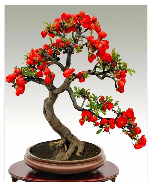 海棠花|红宝石|花色_新浪新闻