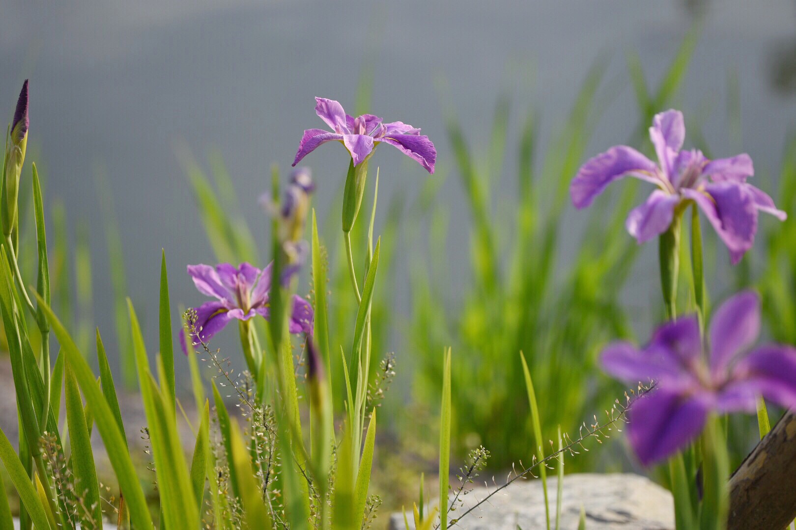 收集来自春天的紫花 鸢尾花