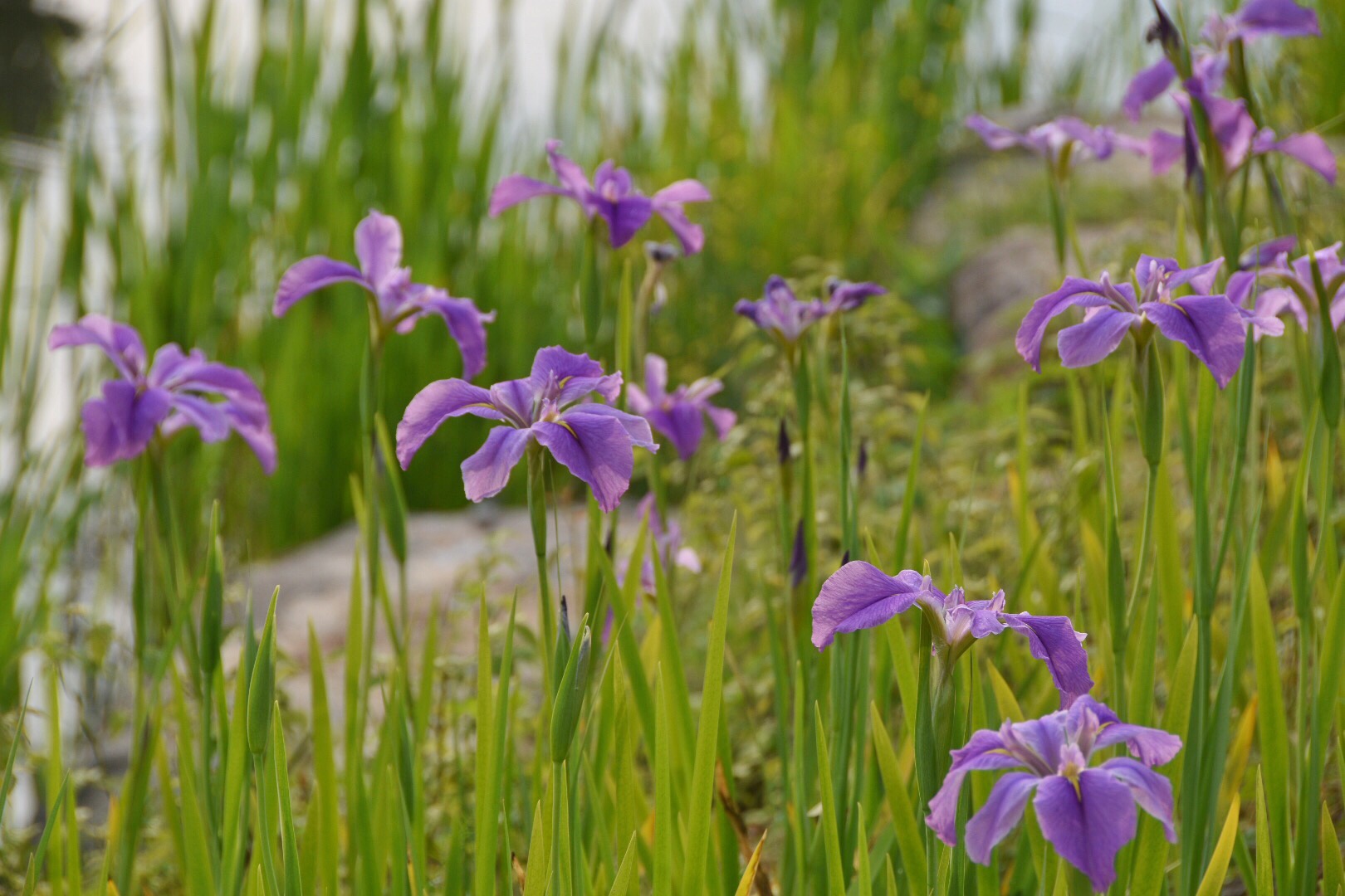收集来自春天的紫花 鸢尾花 高清图集 新浪网