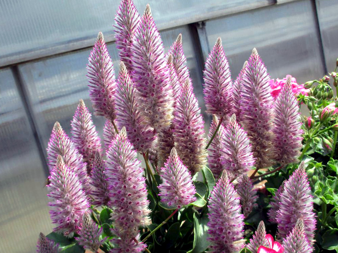 特别值得养一盆的澳洲狐尾苋粉色的花穗越看越喜欢耐热耐干旱