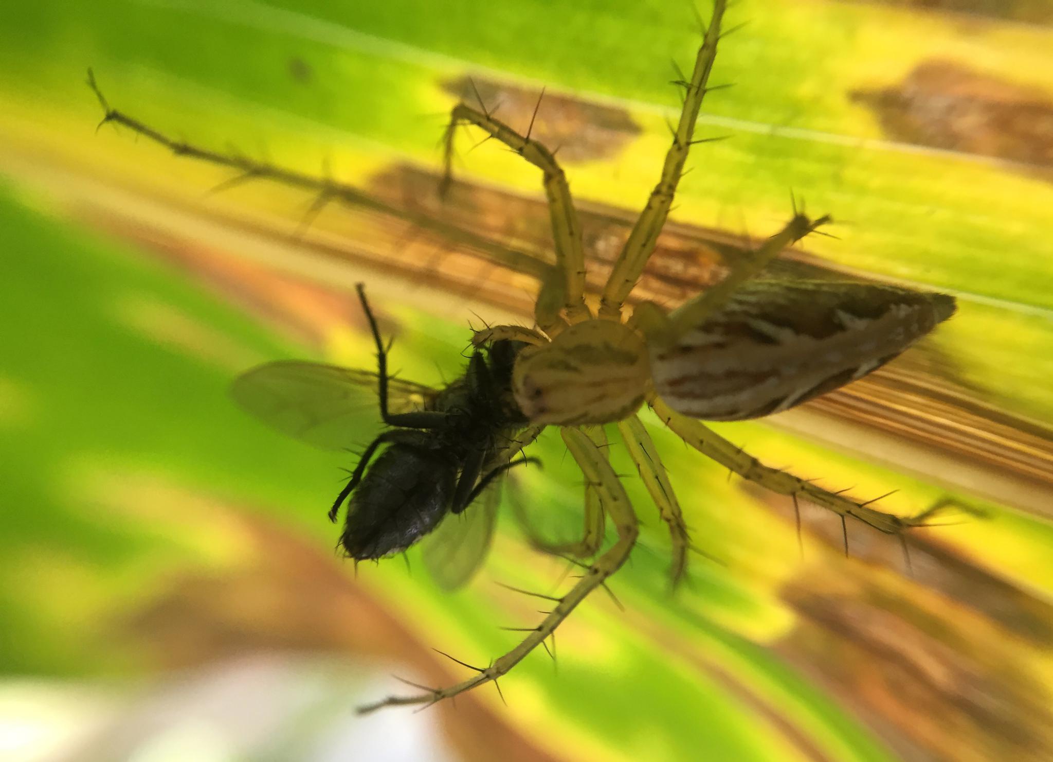 遇见蜘蛛捕食苍蝇