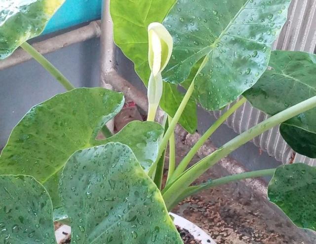 5种有毒花室内不宜养家里有的要注意