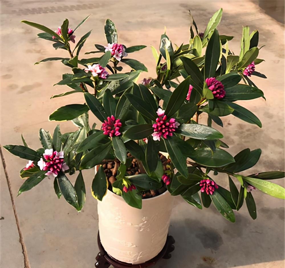 中国名花金边瑞香养护避开3个坑开花多祥瑞满屋飘清香