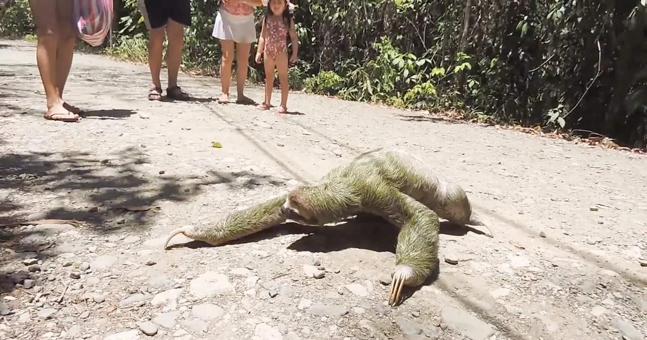 树懒过马路爬得太慢,急的路人一把抱起它,最后被树懒的动作逗笑