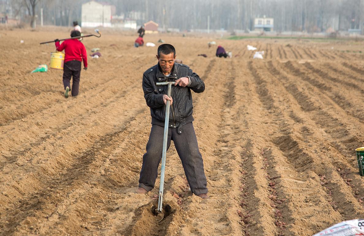 农村年轻人为什么不愿种地:种粮一年,不如打工一月|打工|年轻人|农村