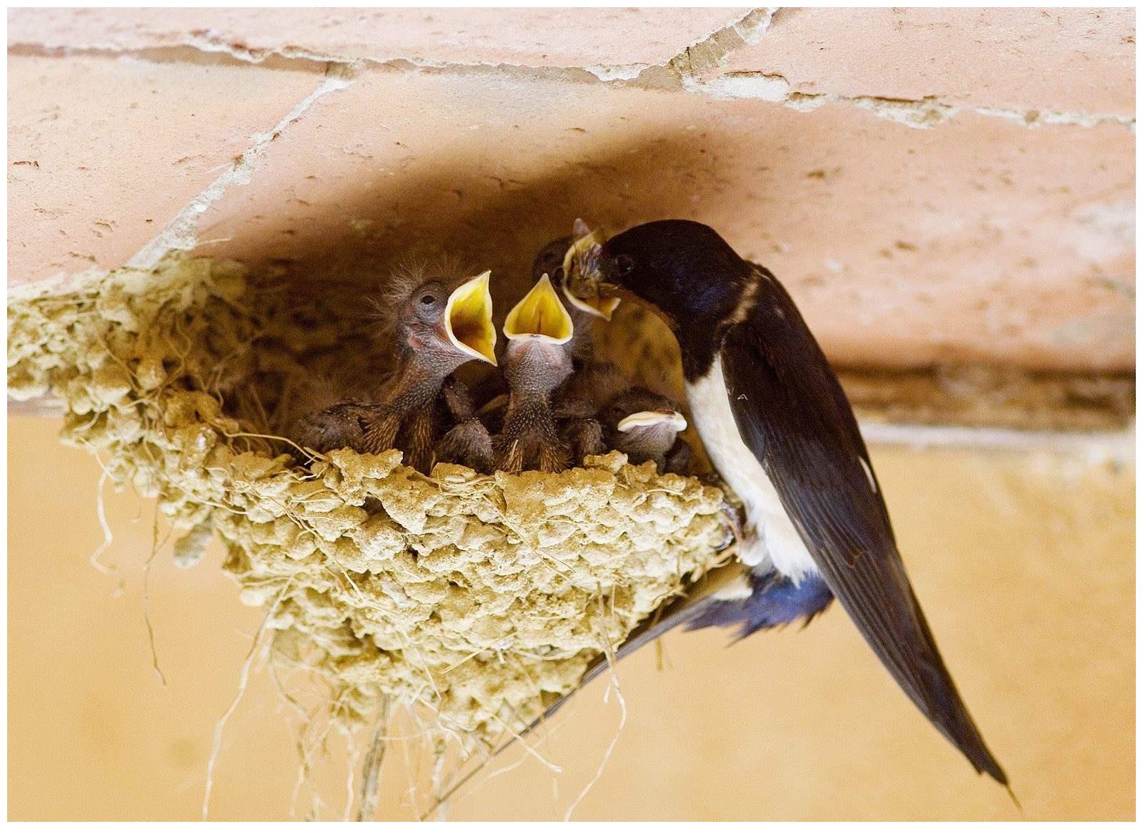 为什么快要去世的人会说听见乌鸦在叫唤燕子不进苦寒之家呢