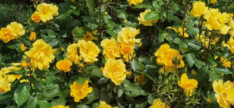 北京城月季花开千万朵,个中最美属黄色|月季花|黄色|月季_新浪新闻