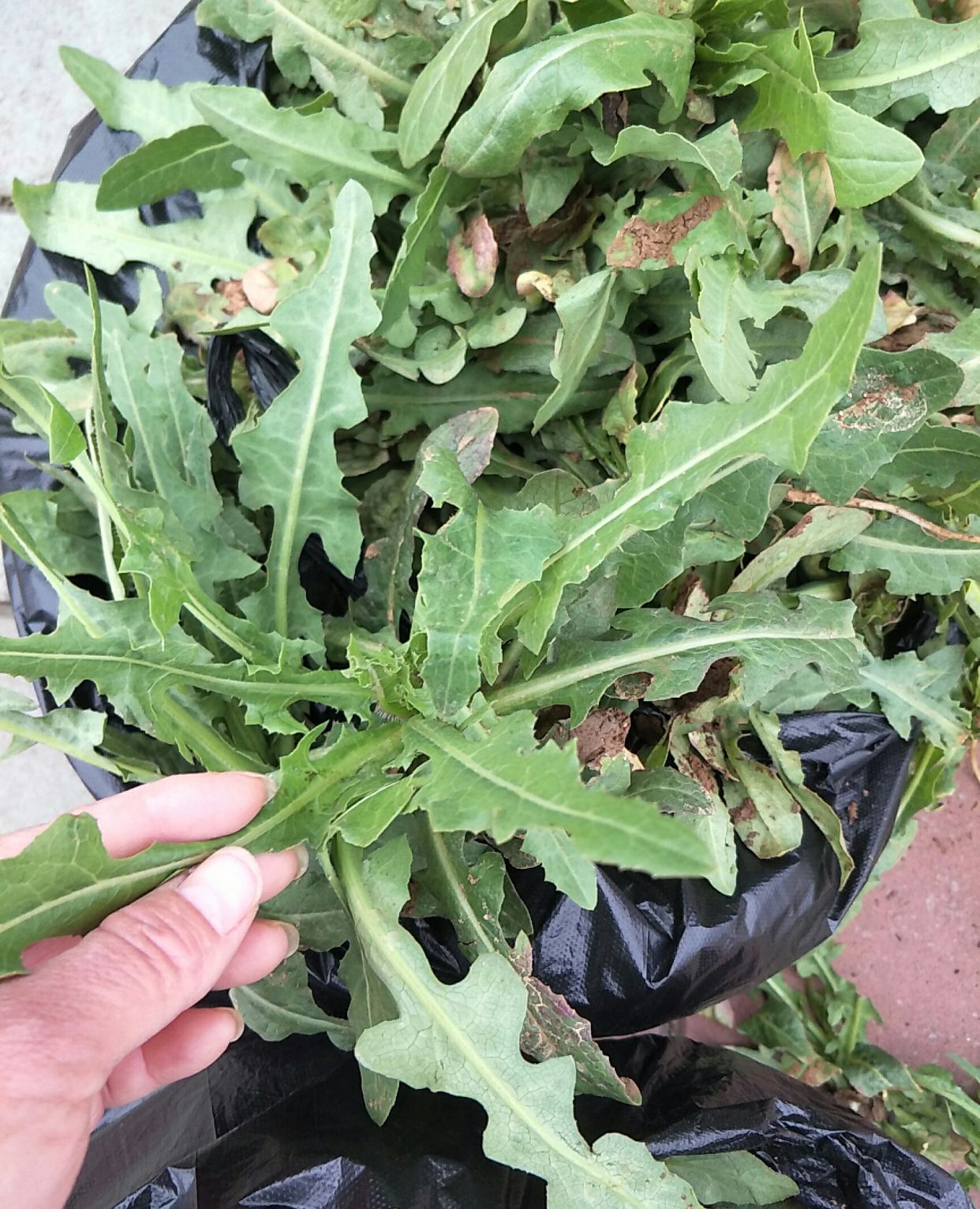 春天里田间的几种野菜