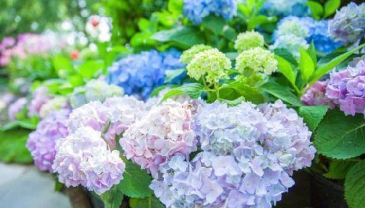 4种含义好的花 花大色彩斑斓 易于护理 在客厅里很漂亮 财经头条