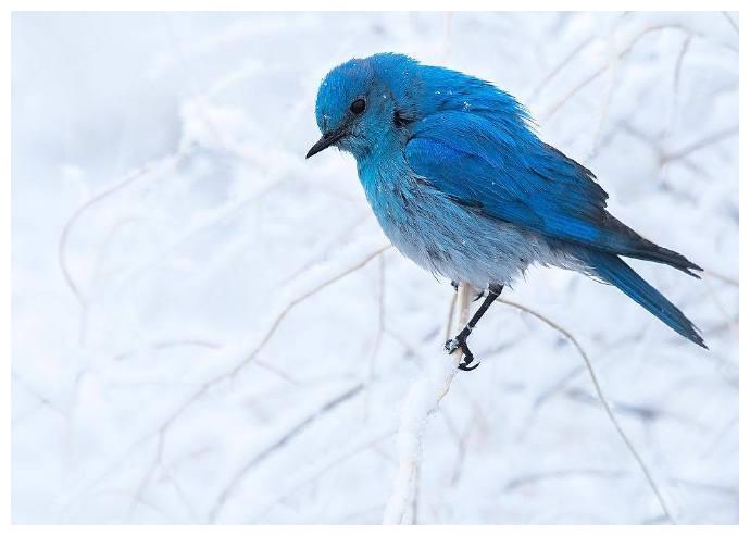 雪中的蓝色知更鸟