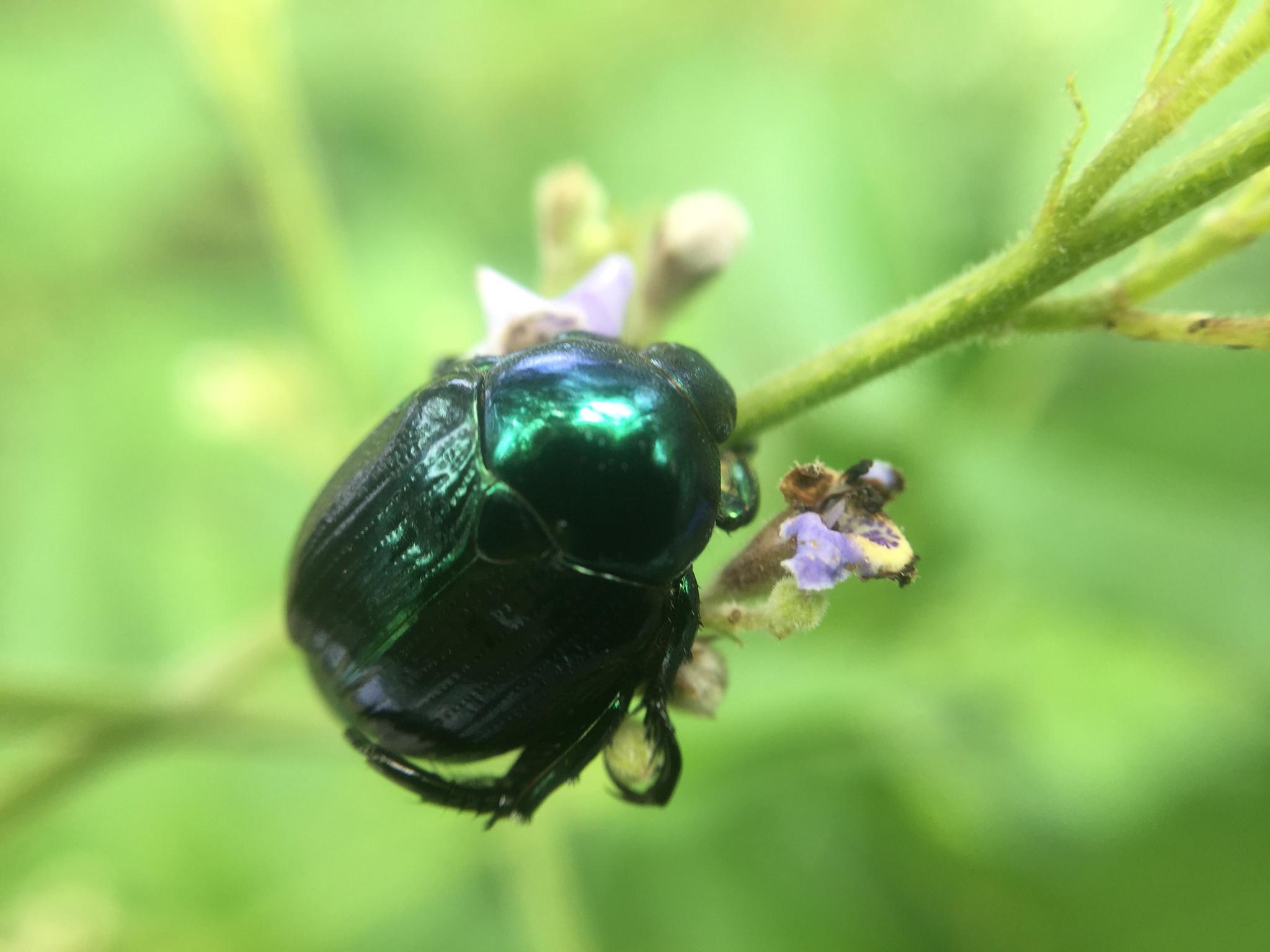 花上飞来一只绿宝石似的金龟子_高清图集_新浪网