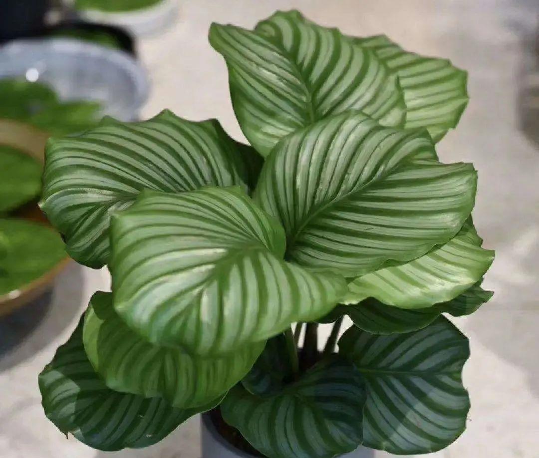 叶色圆润丰盈的圆叶花卉,青苹果竹芋一么养护,清新怡人悠然静谧