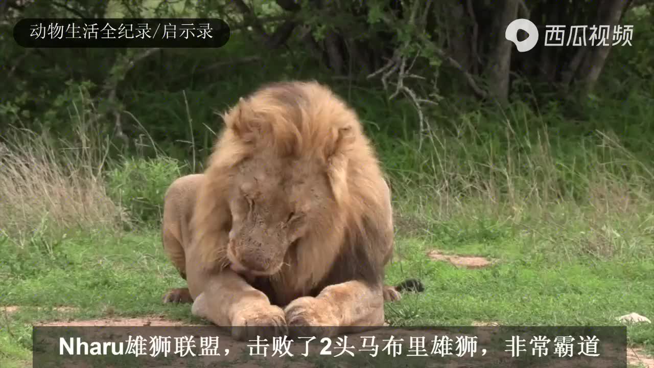 恩哈鲁雄狮联盟:统治地位愈发稳固,巡逻领地无所不在