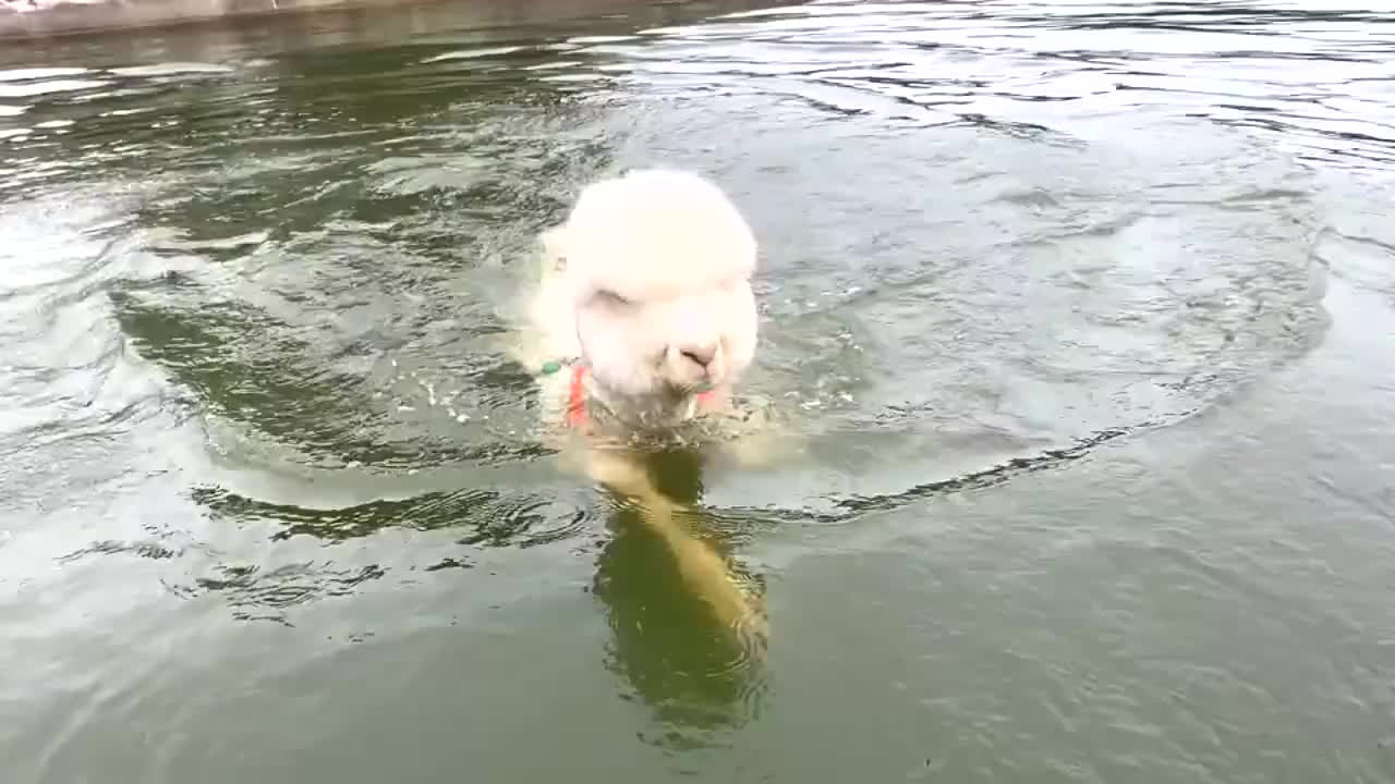 羊驼游泳太神奇了