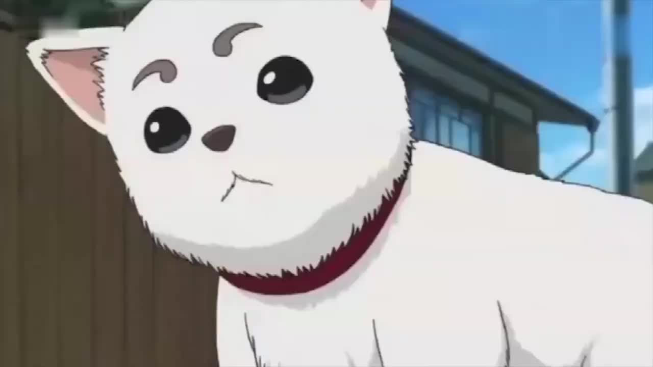 银魂定春离家出走饿的实在受不了竟对狗崽张开血盆大口