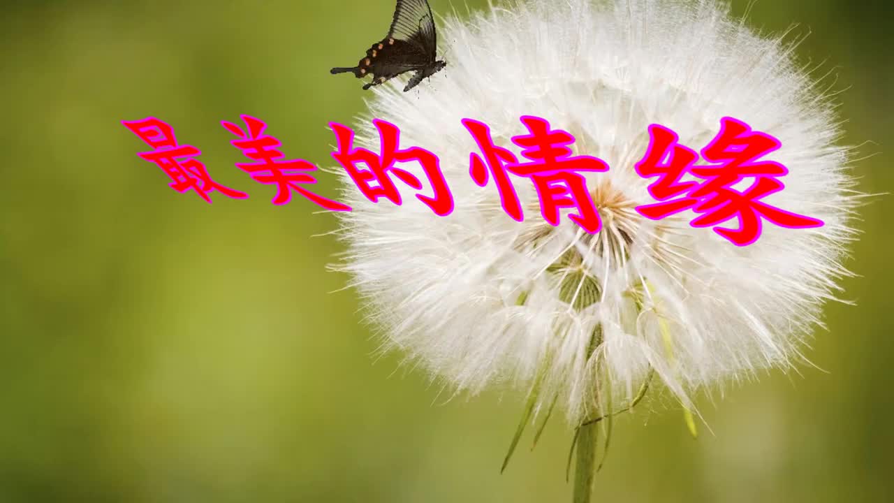 一首歌曲最美的情缘翻唱歌曲