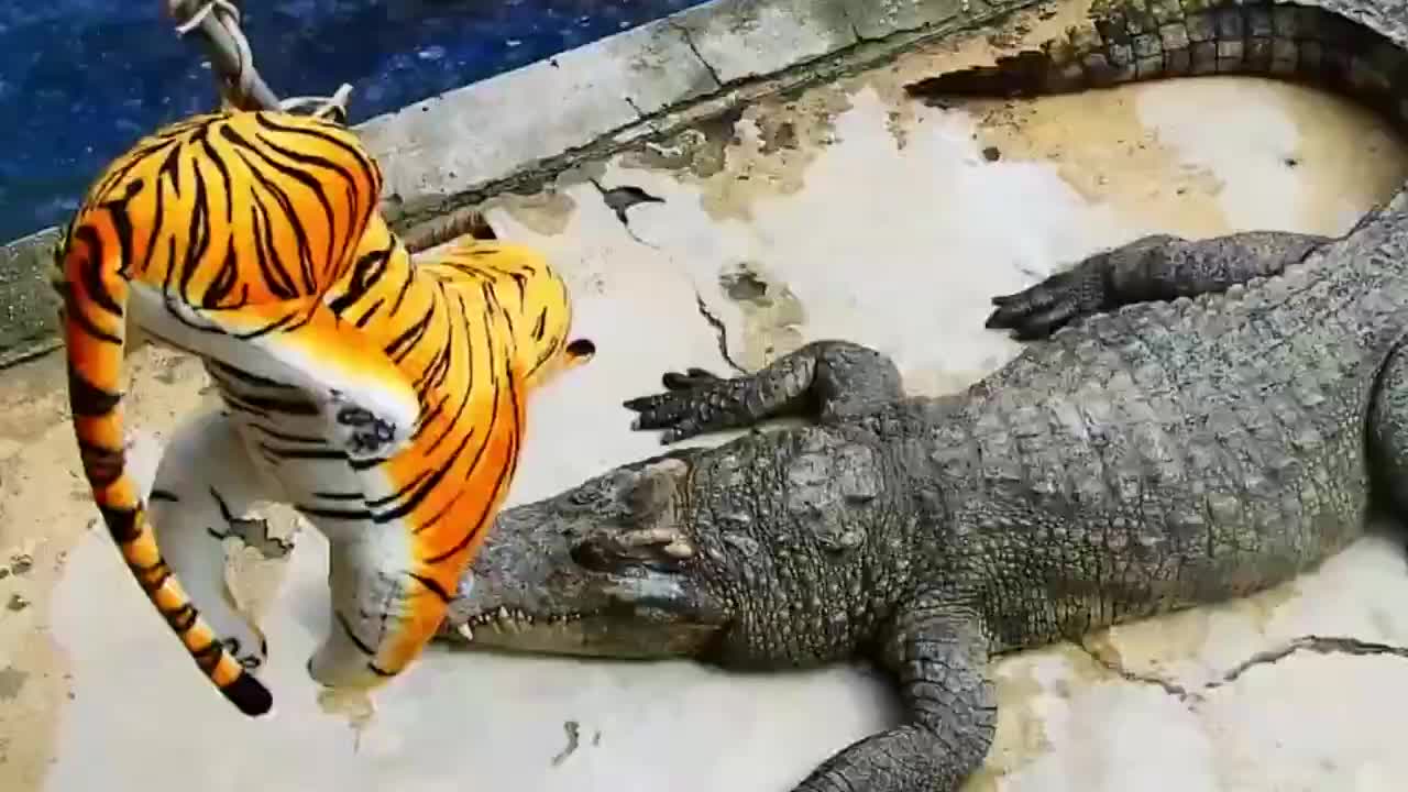 鳄鱼撕咬老虎,一开始很威风,下一秒太尴尬