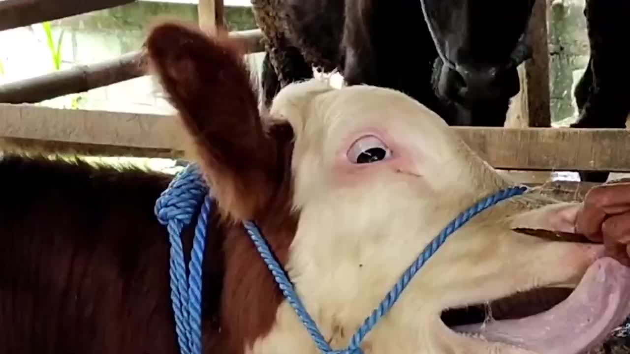 一根铁钉捅穿牛鼻疼得牛儿哞哞叫也不停手