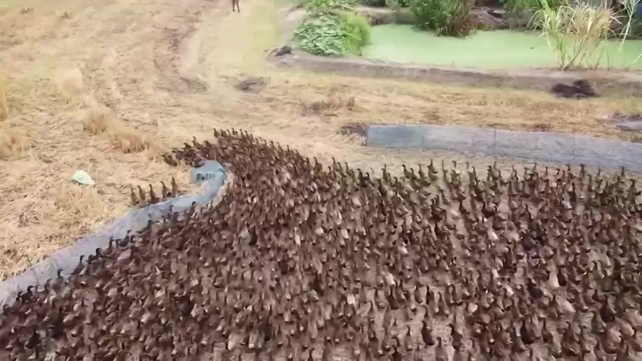 1万只鸭子进入稻田将蝗虫杀个片甲不留