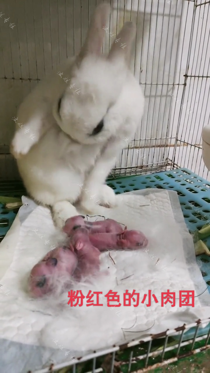兔妈妈生下一窝小兔，接下来的动作让人心疼，网友：母爱不分物种