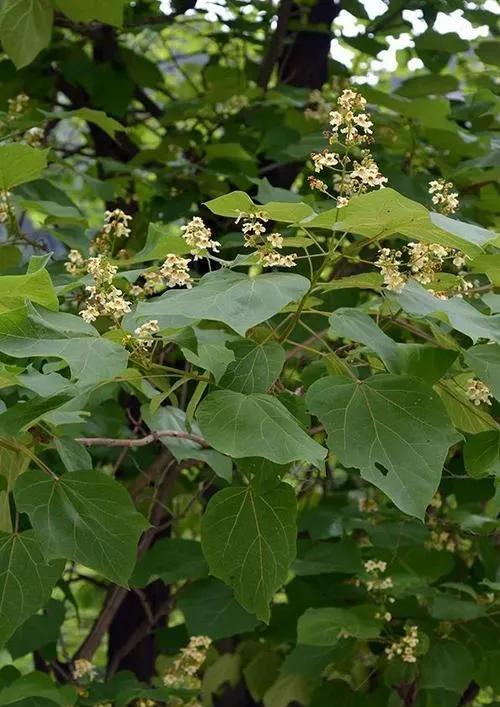 别名:臭梧桐,水桐等,也有人叫梧桐,但是梓树只是跟梧桐树形相近,其实