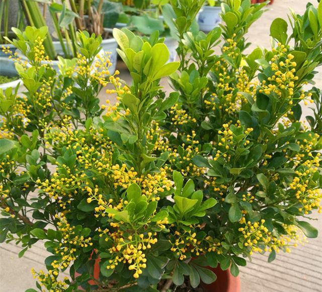 米兰花日常修剪原则冬夏剪法各不同