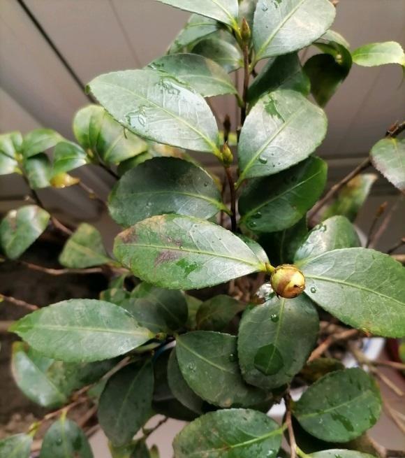 山茶花买回家总是能养死问题不在我们茶花本身就有问题