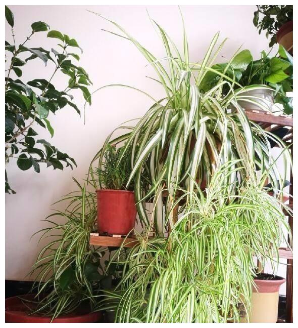 吊兰长太慢只需1招叶片蹭蹭长抽穗多还开花