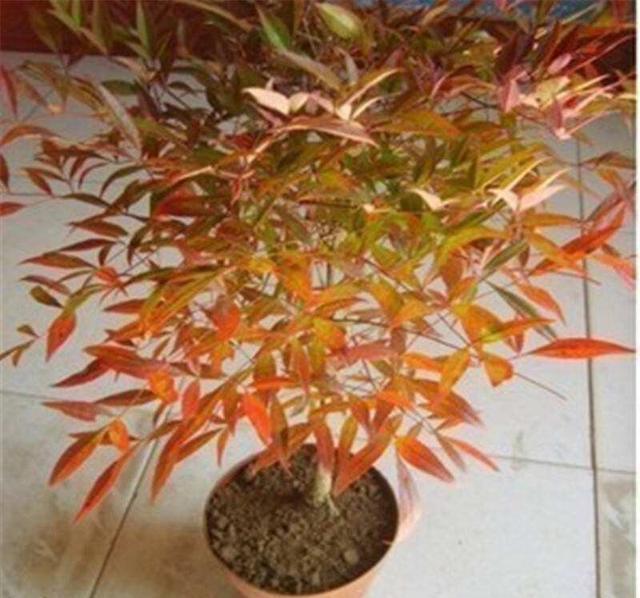 寒冷的冬天养一盆南天竹成寒冬里的烈阳十分有年味