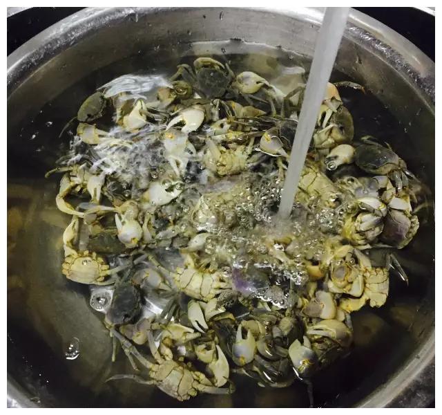 腌制螃蜞方法极为简单,首先要放在水里养.