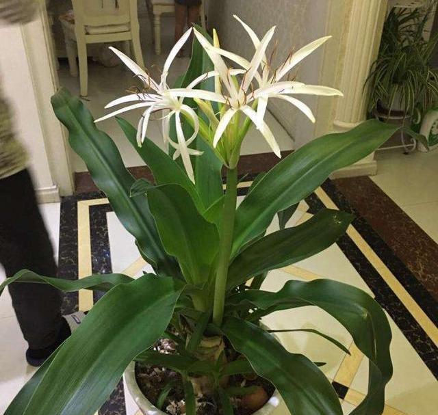 三分像兰花 三分像 彼岸花 养盆文殊兰 好养好闻 文殊兰 兰花 彼岸花 新浪新闻 三分像兰花 三分像 彼岸花 养盆文殊兰 好养好闻 文殊兰 兰花 彼岸花 新浪新闻