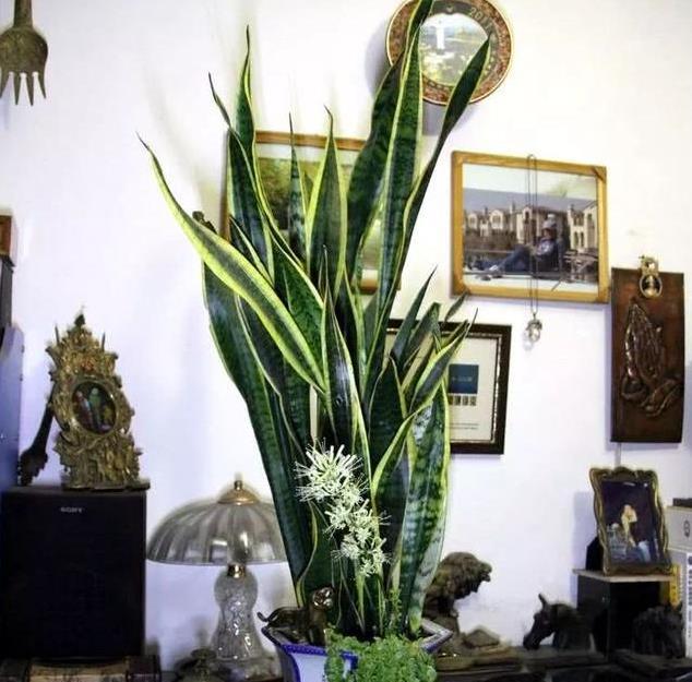 冬季就养有个花轻松火盆1年绿油油蹭蹭窜到2米高