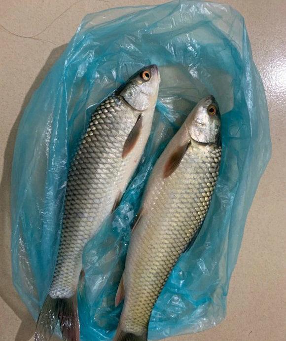 邕江里数量很多的"红眼草鱼",力气极大,本土鱼还是外来物种?