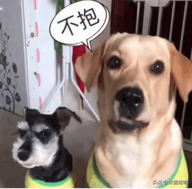 大狗毫无待客之道,非要教训新来的小狗狗,这样嚣张会被揍的__财经头条