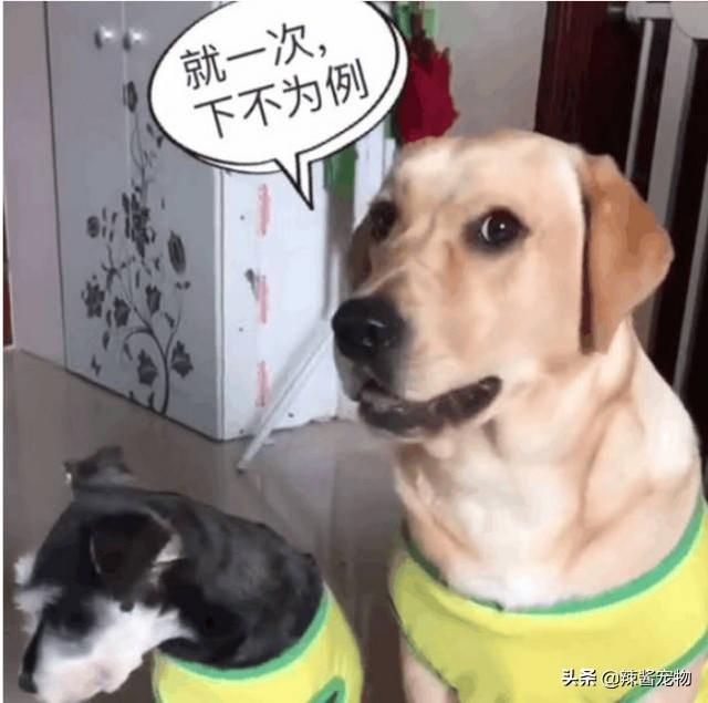 大狗毫无待客之道,非要教训新来的小狗狗,这样嚣张会被揍的__财经头条