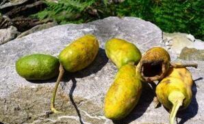 1种野果,对男人“身体好”,女人也爱它,看到是福气,请保护休闲区蓝鸢梦想 - Www.slyday.coM 1种野果,对男人“身体好”,女人也爱它,看到是福气,请保护休闲区蓝鸢梦想 - Www.slyday.coM