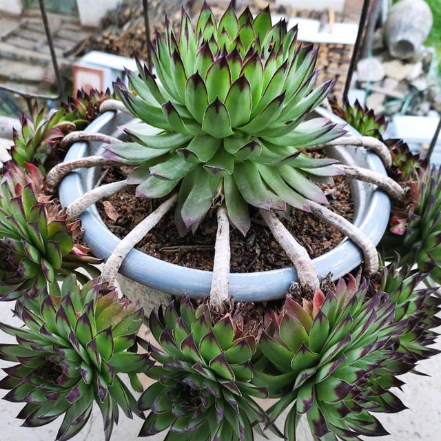 夏季养多肉观音莲,避开3个养护误区,不化水,不烂根,长得好